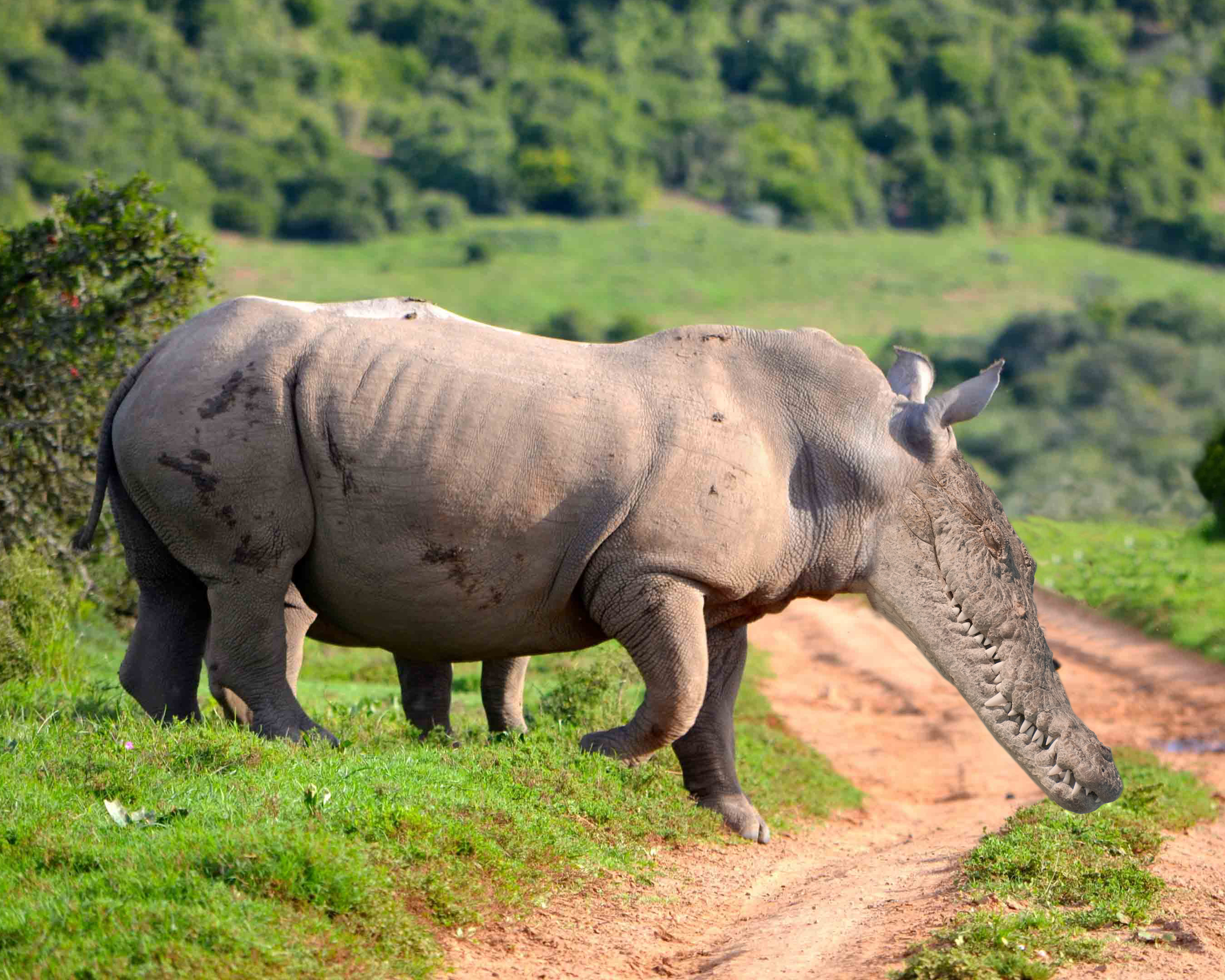 Носорог это какое животное. Носорог. Носорог в Африке. Индийский носорог.